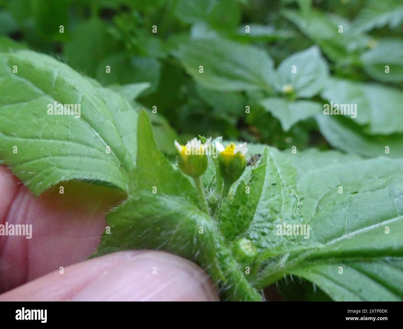 shaggy Soldier (Galinsoga quadriradiata) Plantae Foto Stock