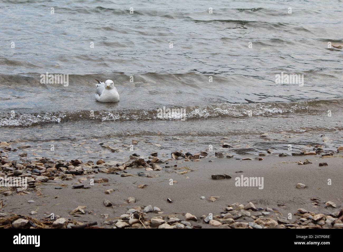 Un gabbiano solitario che nuota vicino alla spiaggia del lago Minnewanka, Canada (7/29/24) Foto Stock