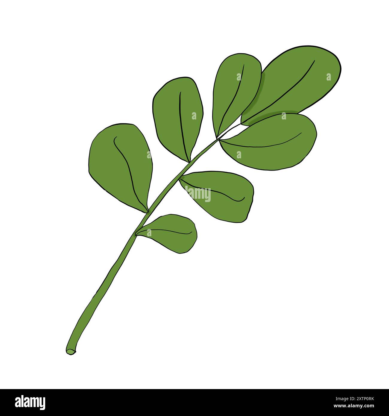 Ciuffo verde di vischio senza frutti di bosco, illustrazione a colori Foto Stock