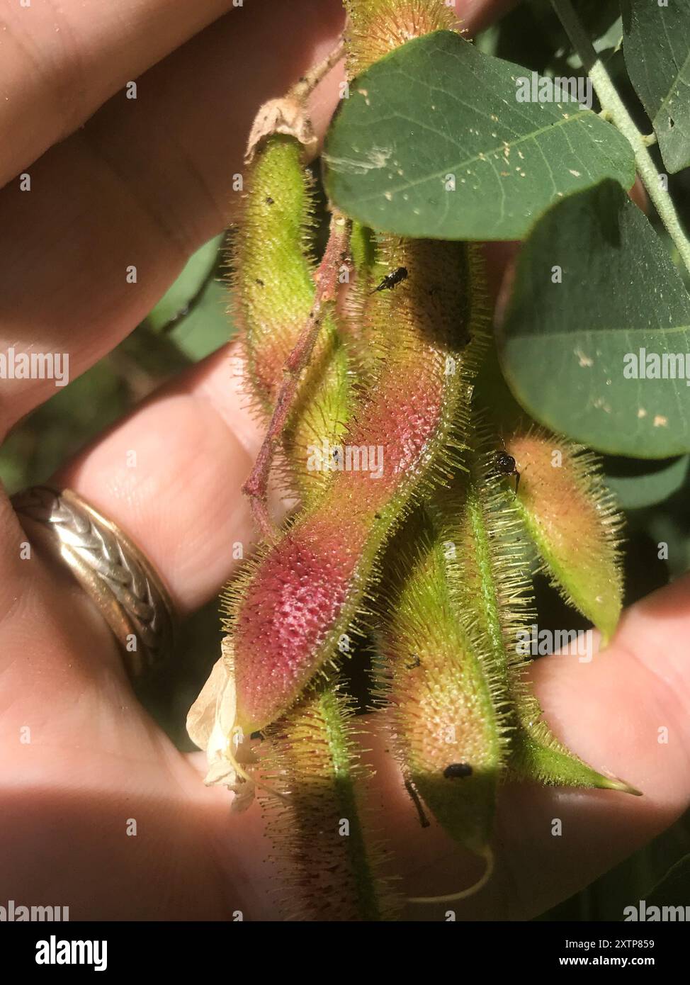 Locusta del New Mexico (Robinia neomexicana) Plantae Foto Stock