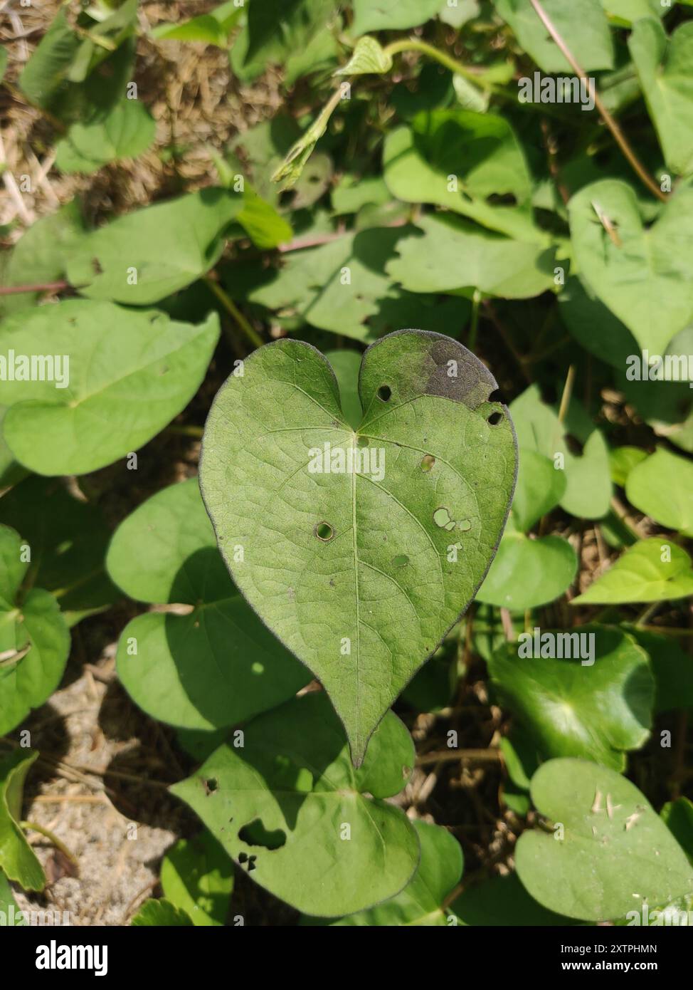 Vite di patata selvatica (Ipomoea pandurata) Plantae Foto Stock