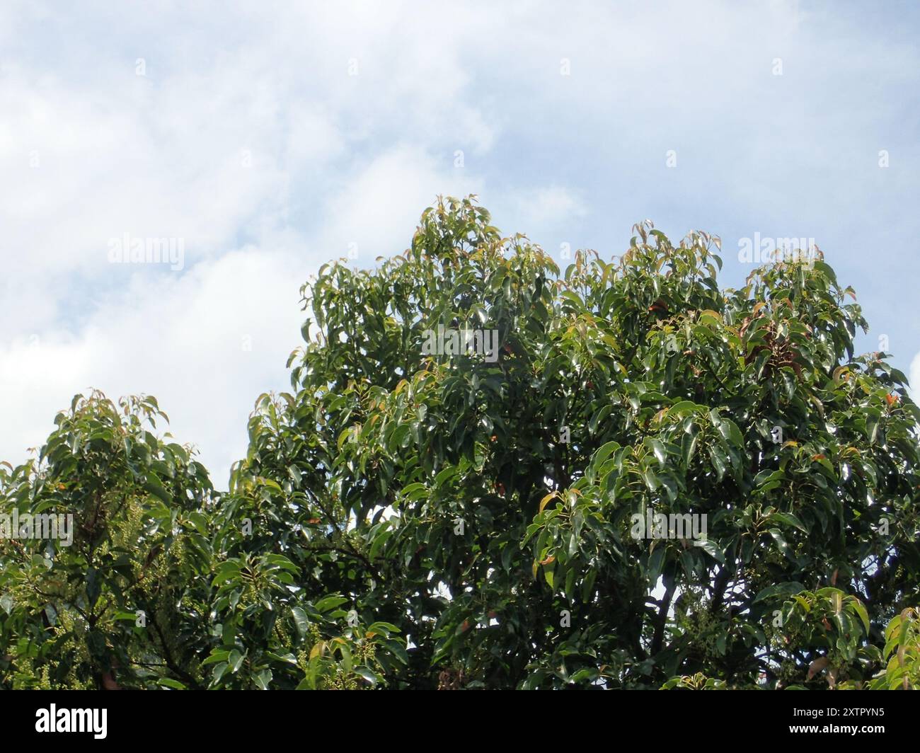 Ceylon Olive (Elaeocarpus serratus) Plantae Foto Stock