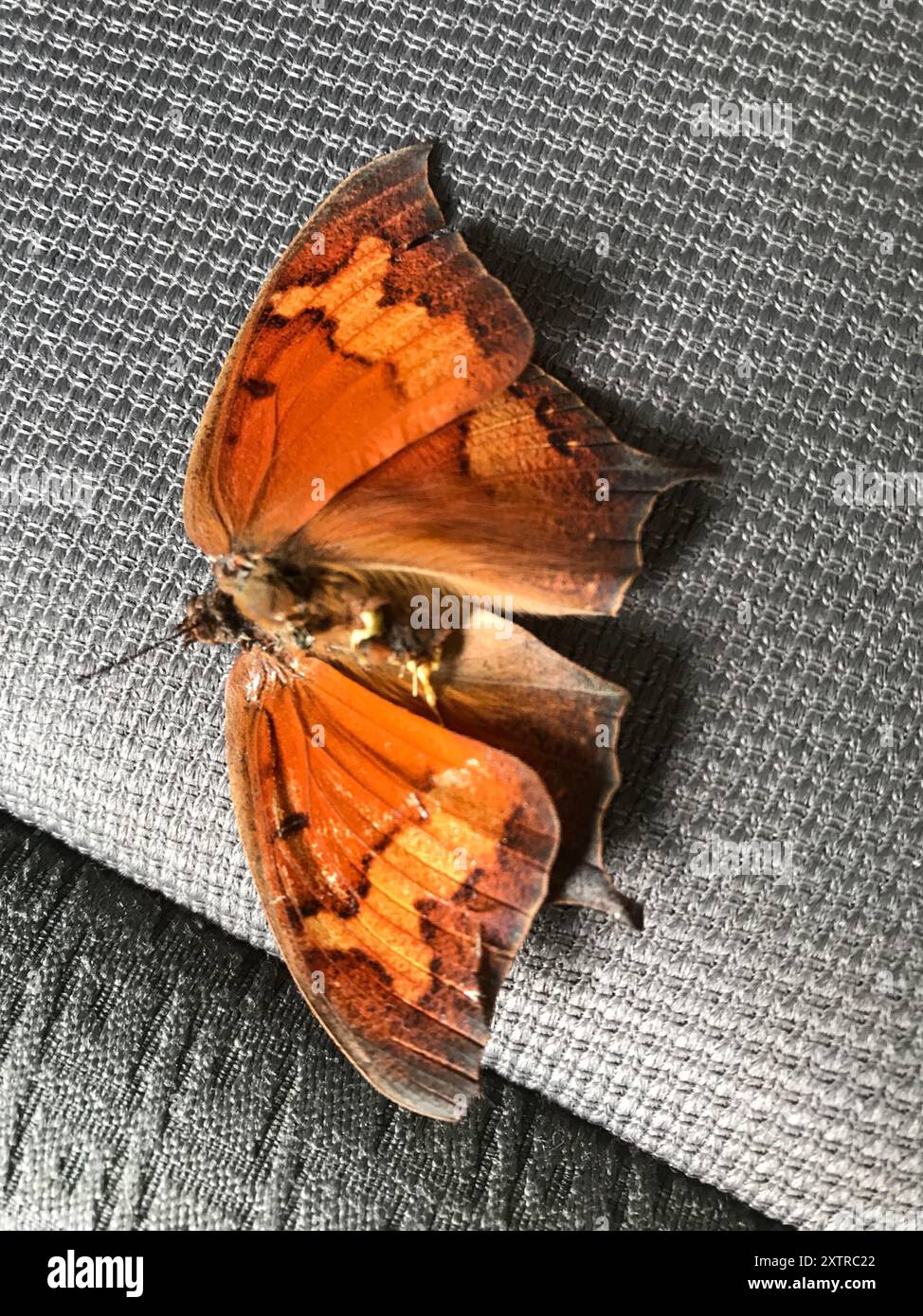 Goatweed Leafwing (Anaea andria) Insecta Foto Stock