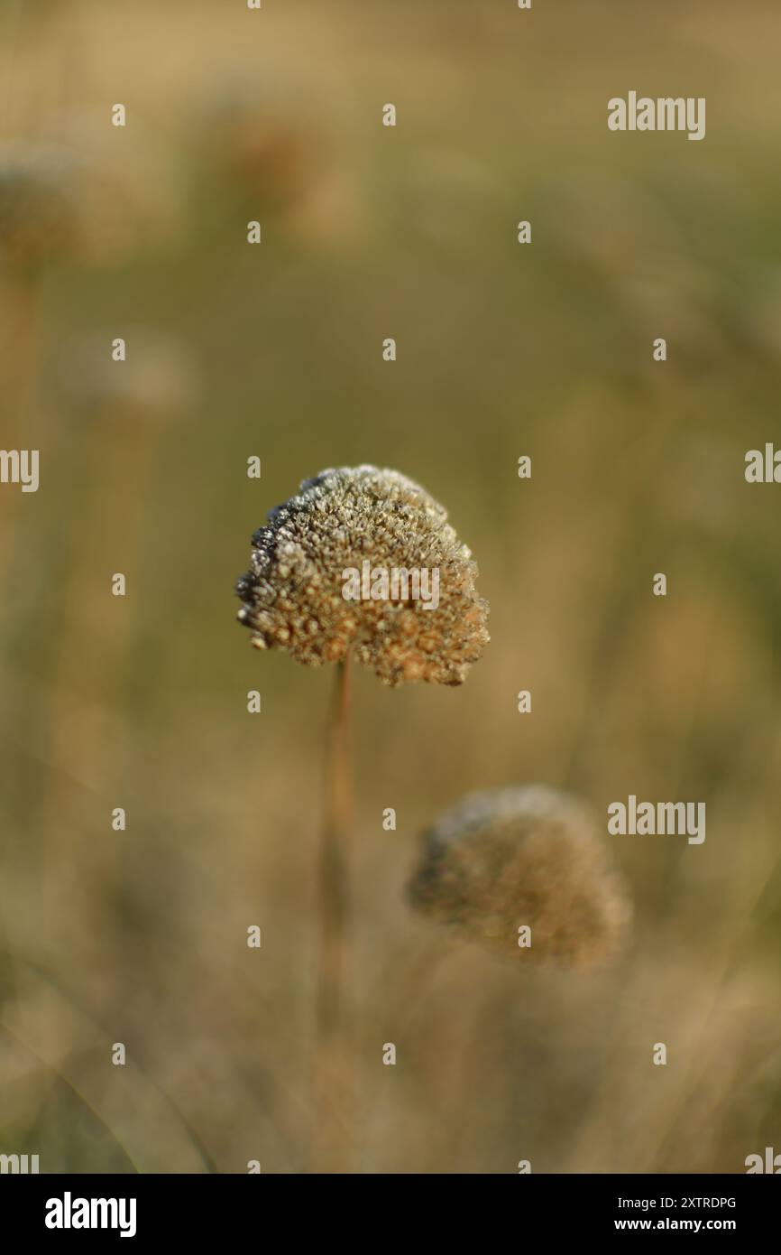 Sereno primo piano di un fiore selvatico solitario, che racchiude la quiete eleganza dei momenti fugaci della natura in un prato illuminato dal sole. Foto Stock