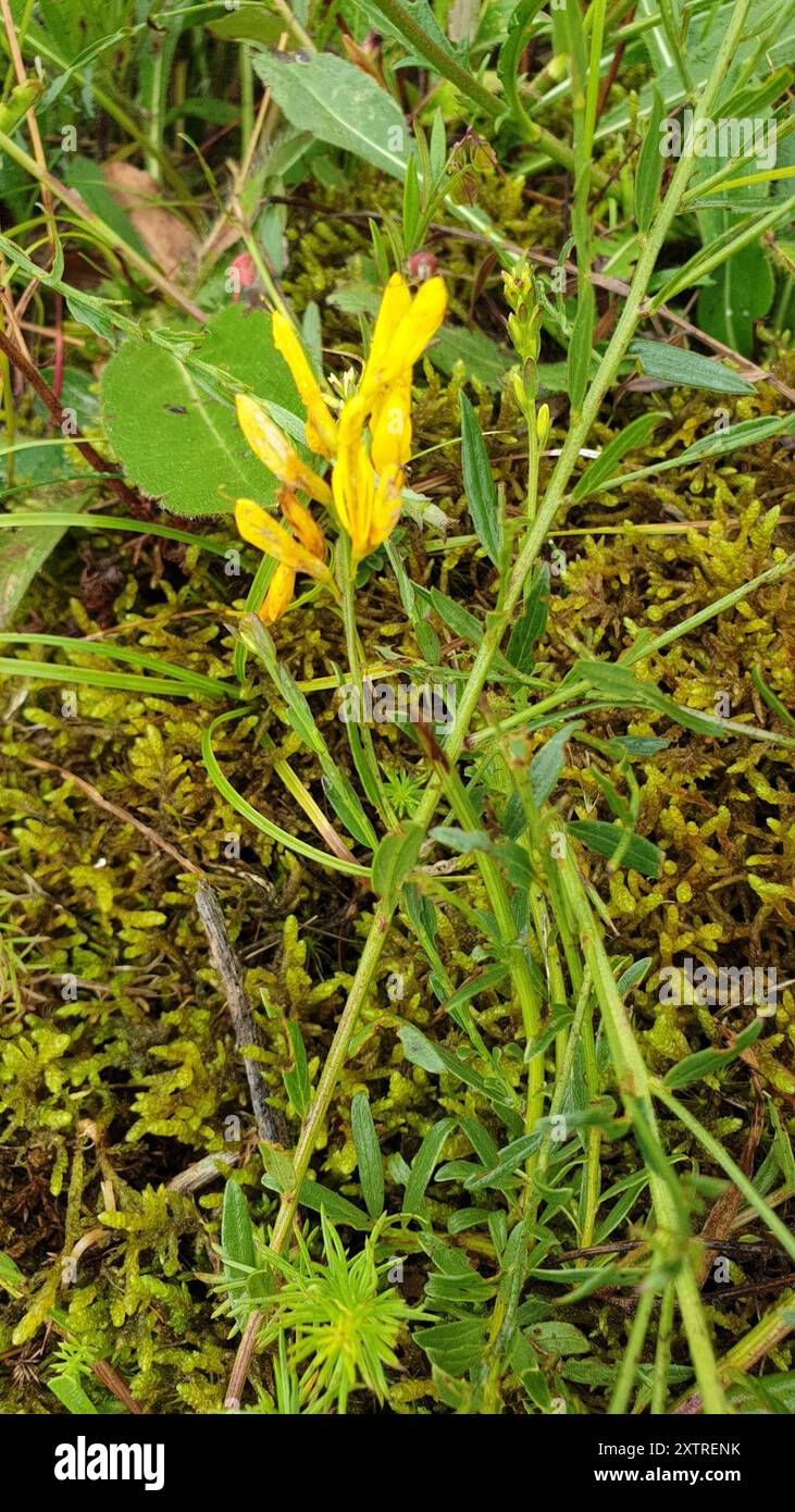 Dyer's Greenweed (Genista tinctoria) Plantae Foto Stock