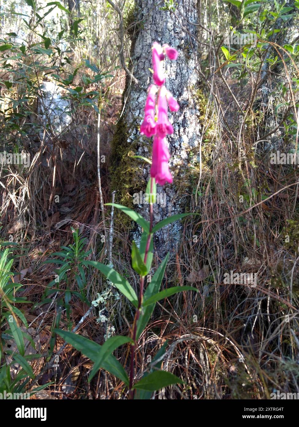 Pinto Beardtongue (Penstemon roseus) Plantae Foto Stock