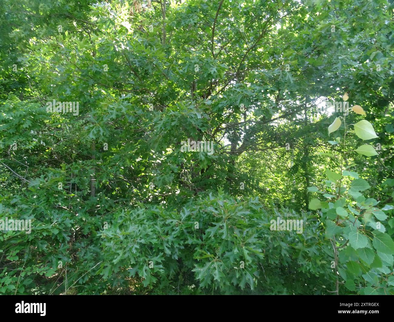 Quercia pinna settentrionale (Quercus ellipsoidalis) Plantae Foto Stock