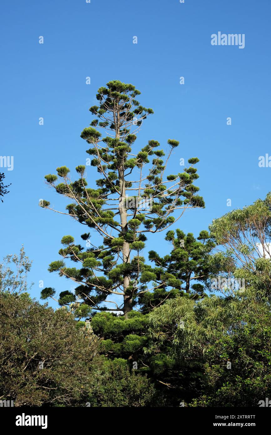 Giardino formale e parco presso la storica Vaucluse House, edifici, alberi, piante e fiori, Sydney, Australia Foto Stock