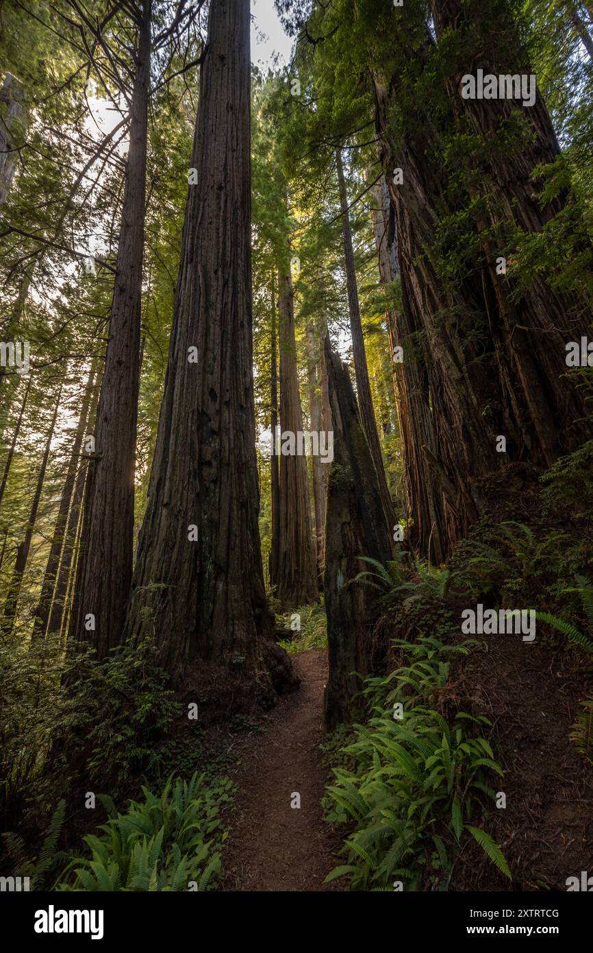 Gli alti alberi di sequoia raggiungono il cielo dal piano scuro sottostante nel Redwood National Park Foto Stock