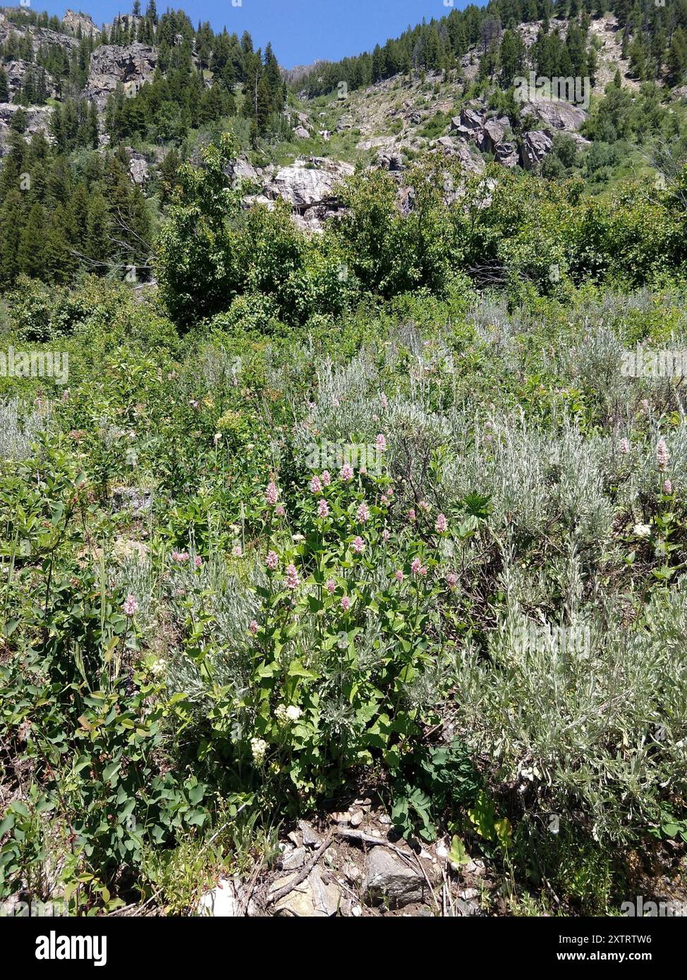 Plantae di issopo gigante delle foglie di ortica (Agastache orticifolia) Foto Stock