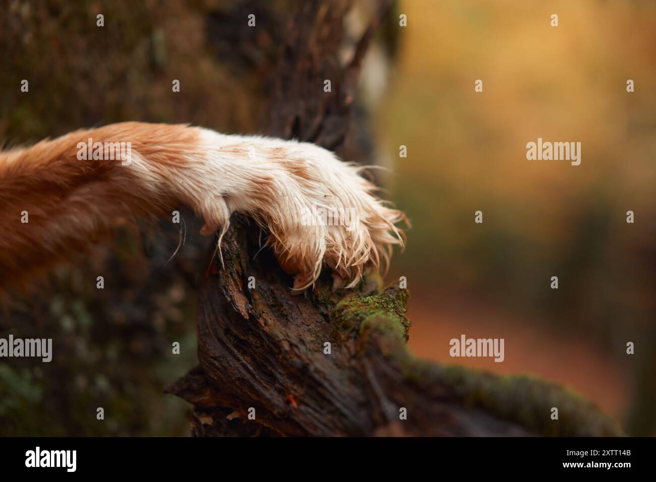 Primo piano di una zampa di Retrievers che tolling Duck della nuova Scozia poggiata su un ramo di un albero in una foresta. Foto Stock