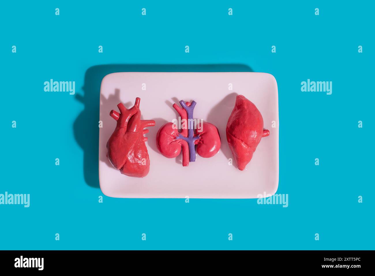 Modelli anatomici di cuore umano, rene e fegato visualizzati su lastra bianca su sfondo blu brillante, che illustrano la struttura e la funzione degli organi Foto Stock