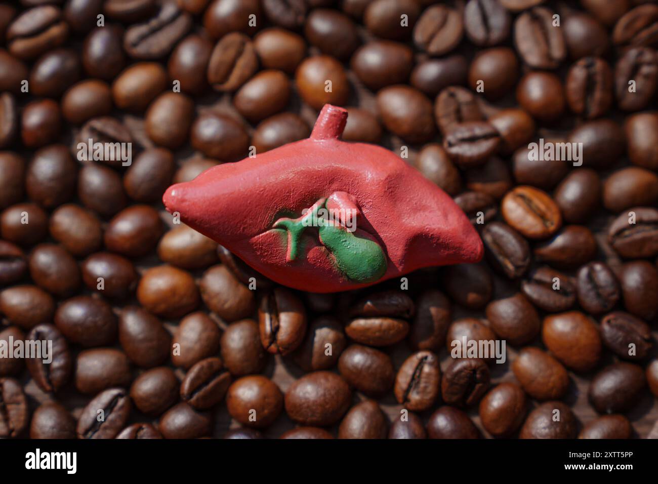 Modello di fegato anatomicamente corretto con cistifellea su sfondo di chicchi di caffè tostati scuri. Effetti del caffè sulla salute del fegato e della colecisti. Foto Stock