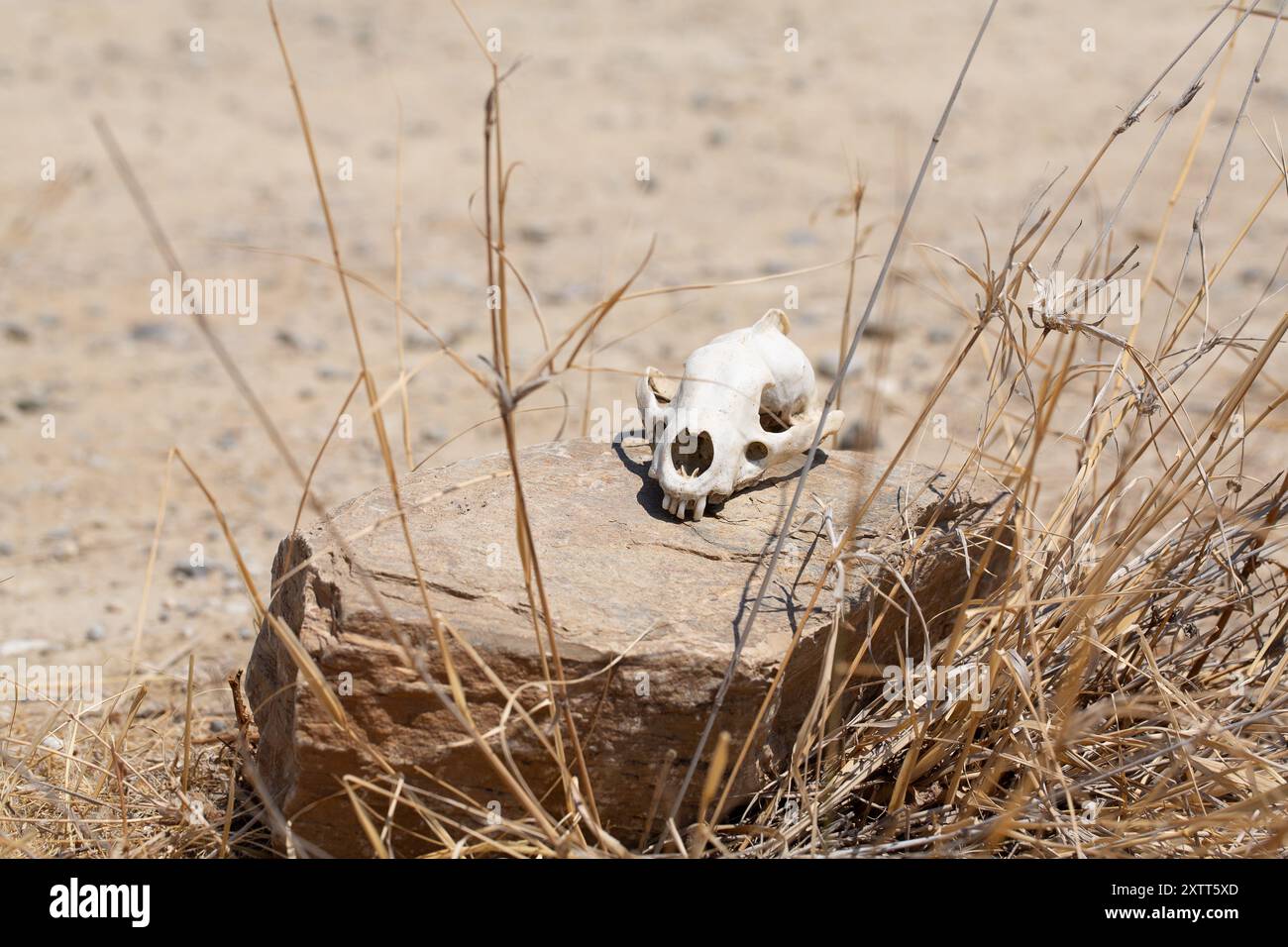 Teschio di animale bianco sbiancato seduto sulla roccia circondato da erba secca nel deserto Foto Stock