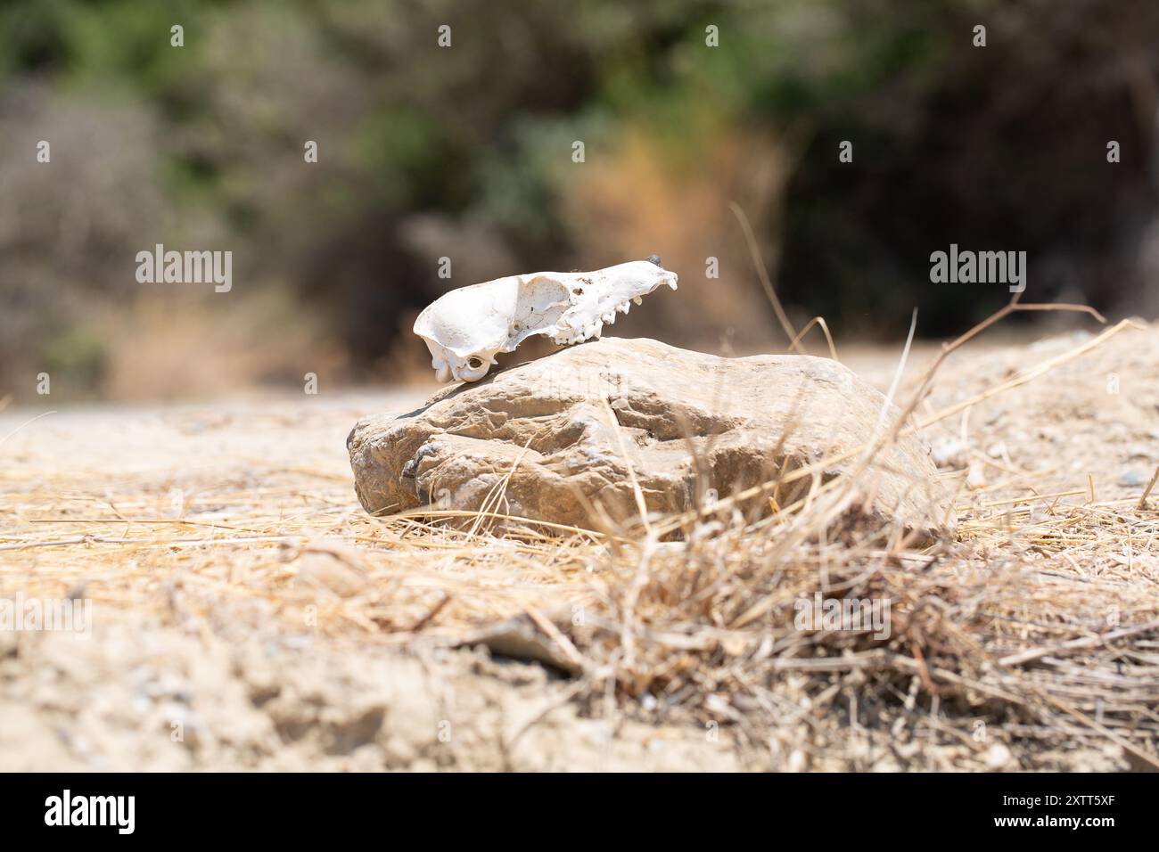 Teschio di animale sbiancato seduto su una roccia nel deserto che simboleggia la morte e il decadimento Foto Stock