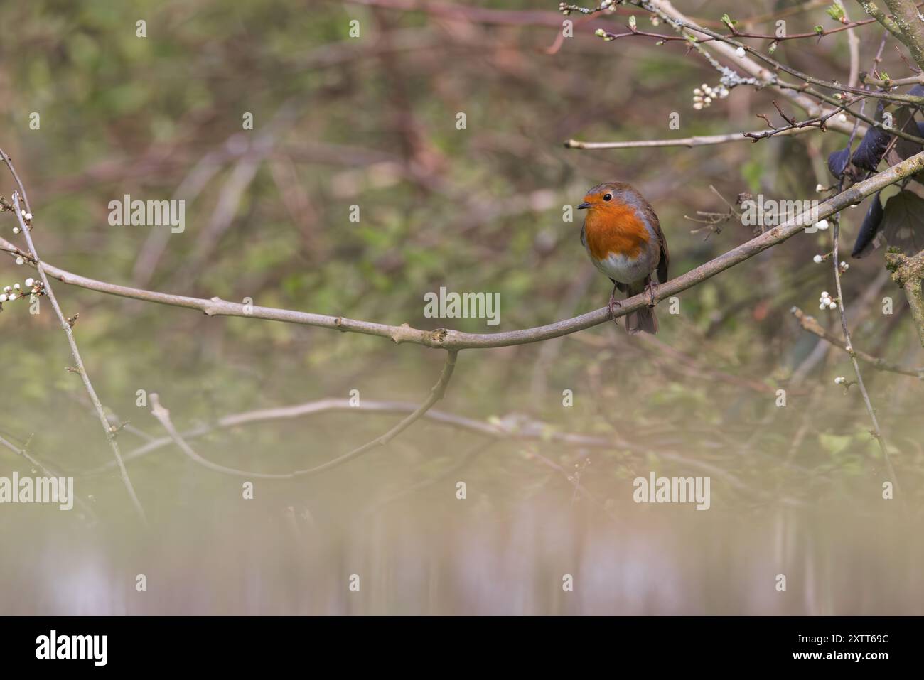 Robin europeo [ erithacus rubecula ] grandangolo con ampia area di messa a fuoco morbida Foto Stock