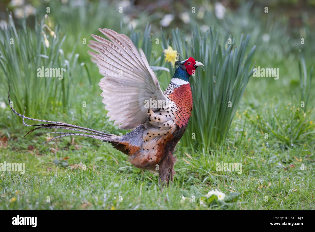 Pheasant [ Phasianus colchicus ] in mostra territoriale Foto Stock