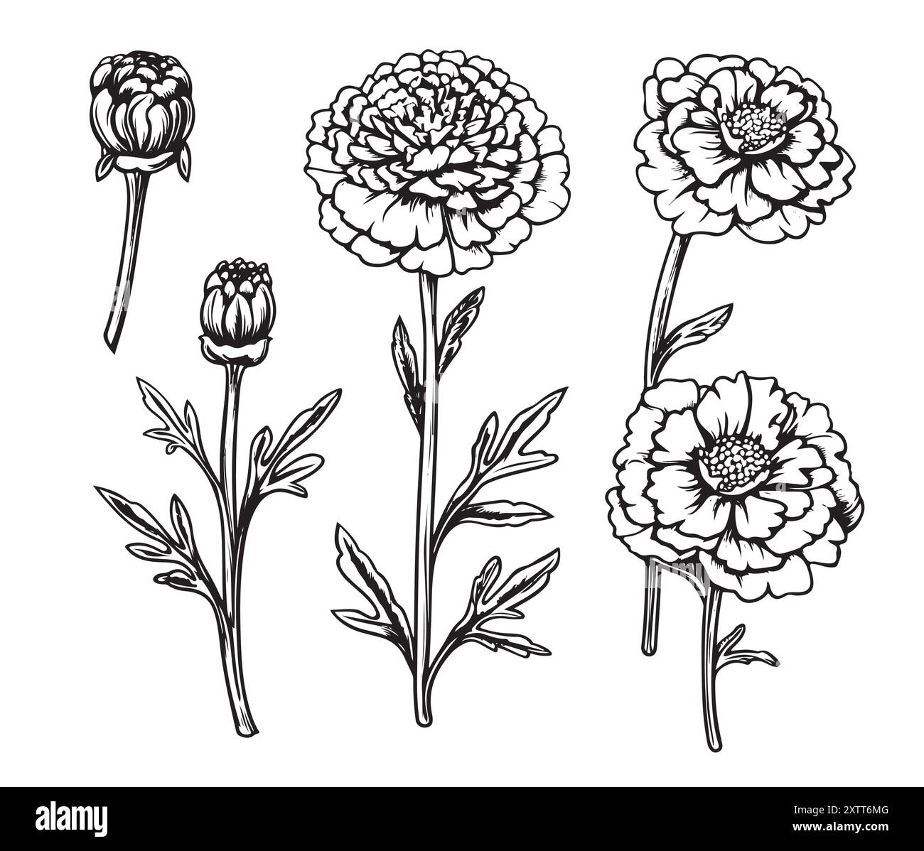 Schizzo di Marigold. Disegno della pianta apotecaria. Rimedi a base di erbe, piante medicinali, medicina naturale illustrazione vettoriale disegnata a mano. Illustrazione Vettoriale
