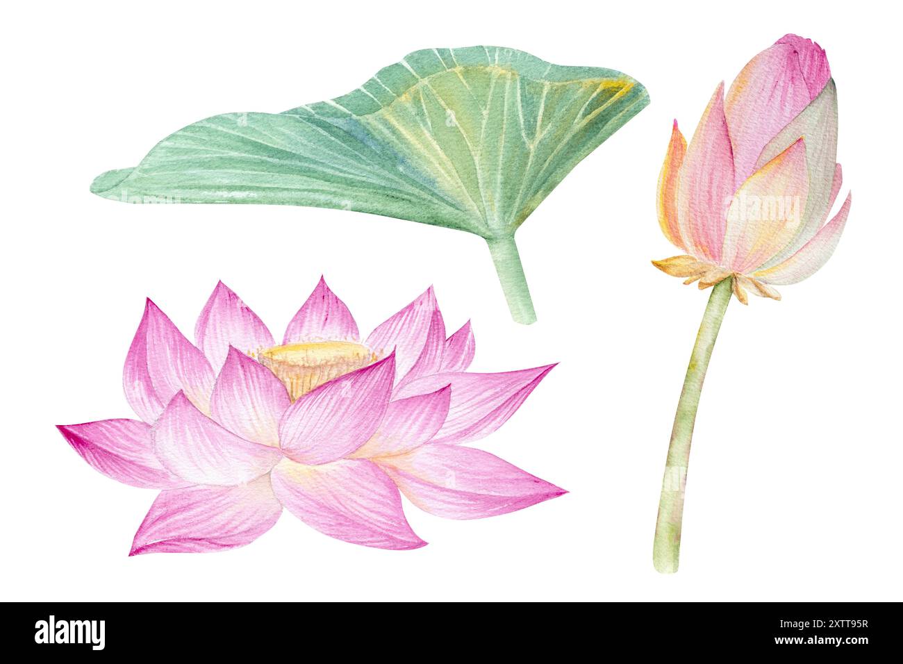 Fiori di loto, foglie. Illustrazione ad acquerello disegnata a mano di ninfee rosa, foglie verdi e semi. Disegno botanico. Set con lotuses per il design Foto Stock