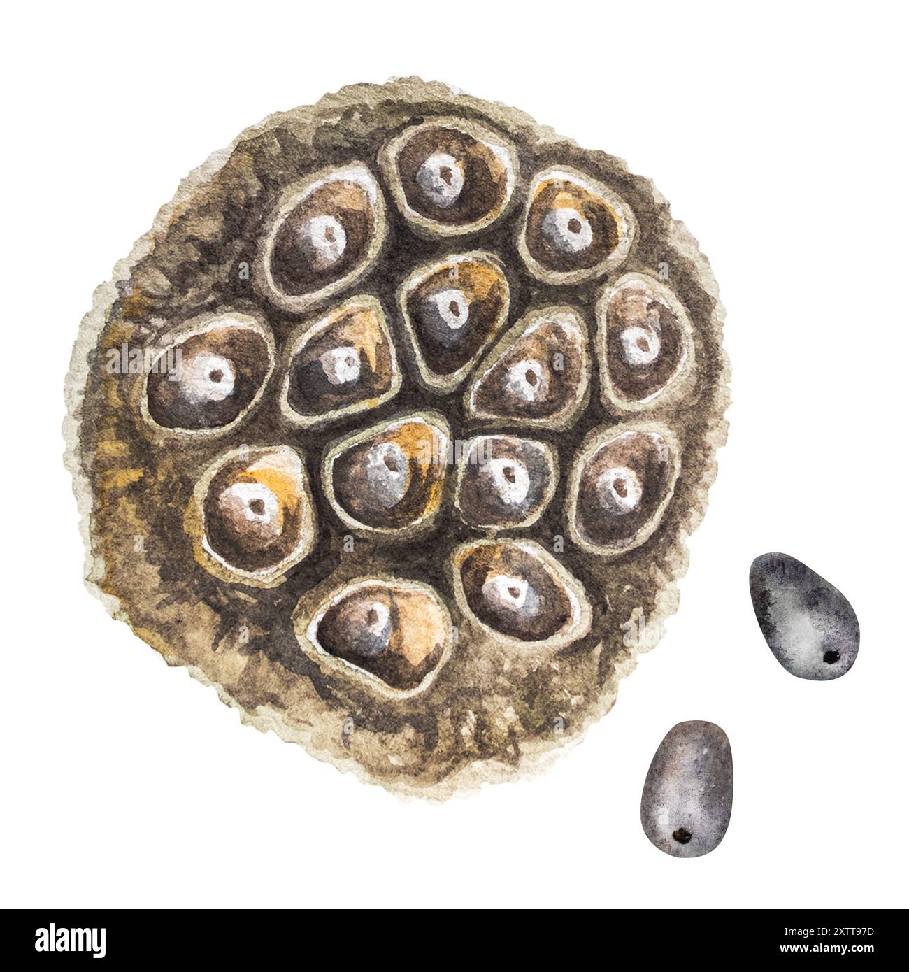 Set di acquerelli di loto e semi. Illustrazione acquerello disegno a mano di semi di loto set per la progettazione. Foto Stock