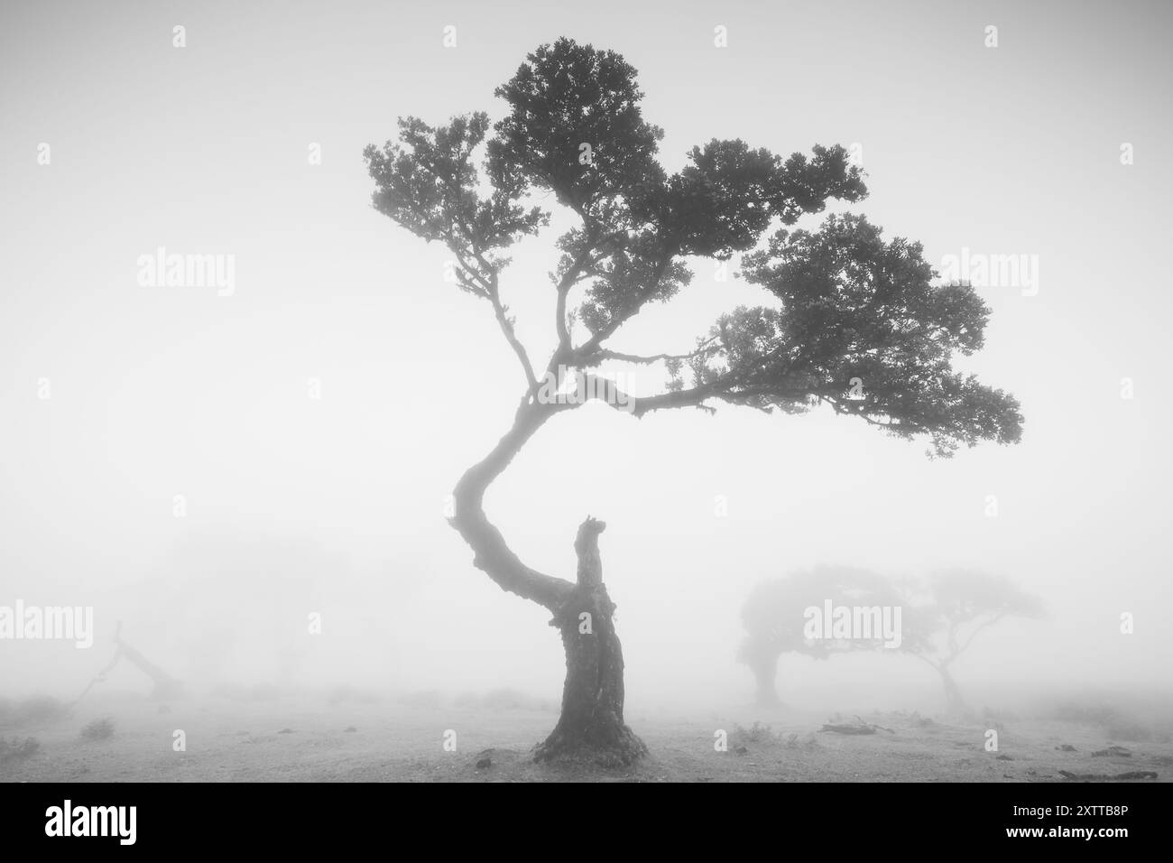 Un'immagine in bianco e nero di un albero di alloro solitario a Fanal avvolto dalla nebbia che crea un'atmosfera mistica e incantata. Foto Stock