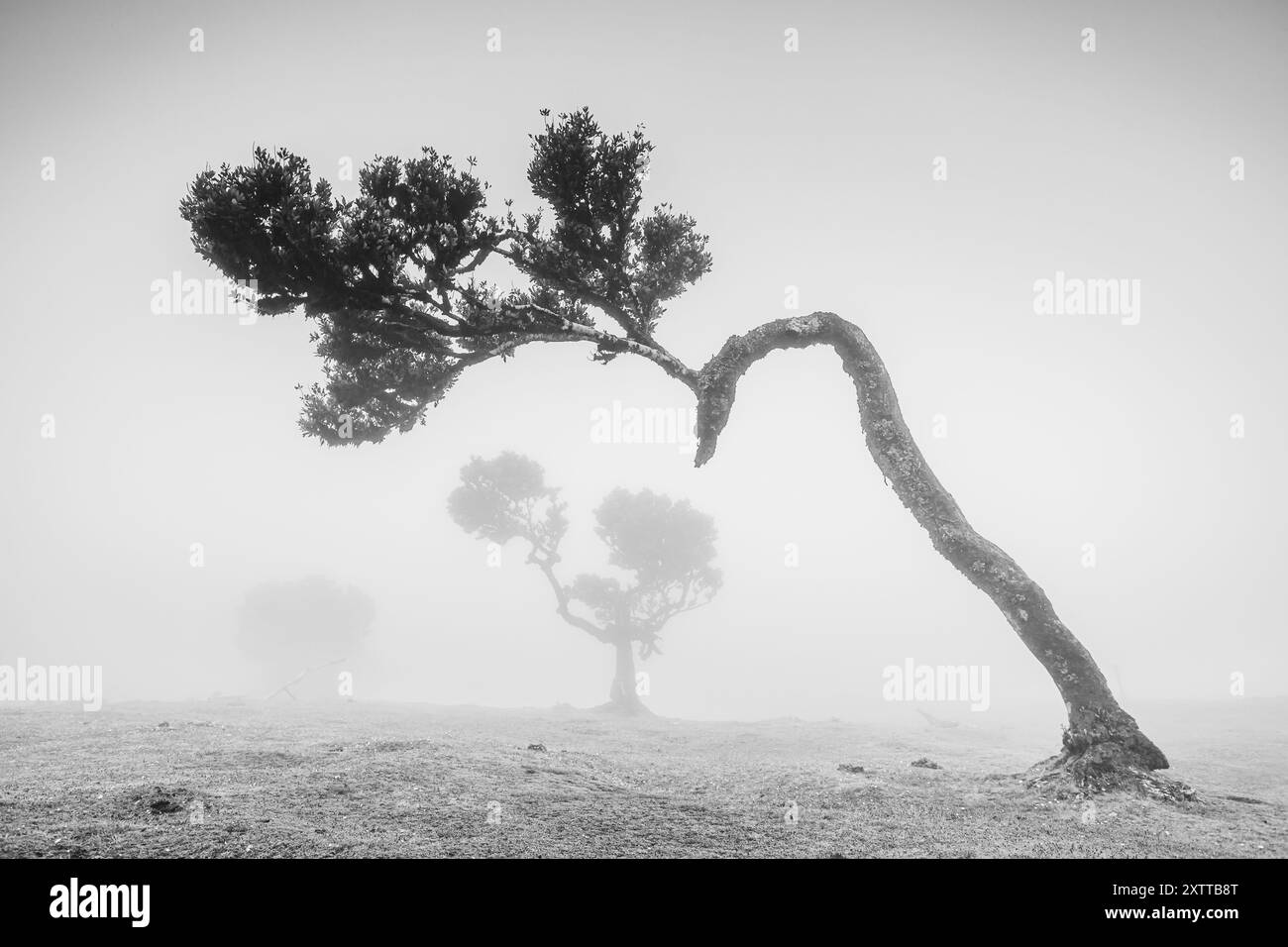 Un'immagine in bianco e nero di un albero di alloro più giovane nella foresta di Fanal circondato dalla nebbia. La scena misteriosa sembra che il soggetto abbia un collo lungo e io Foto Stock