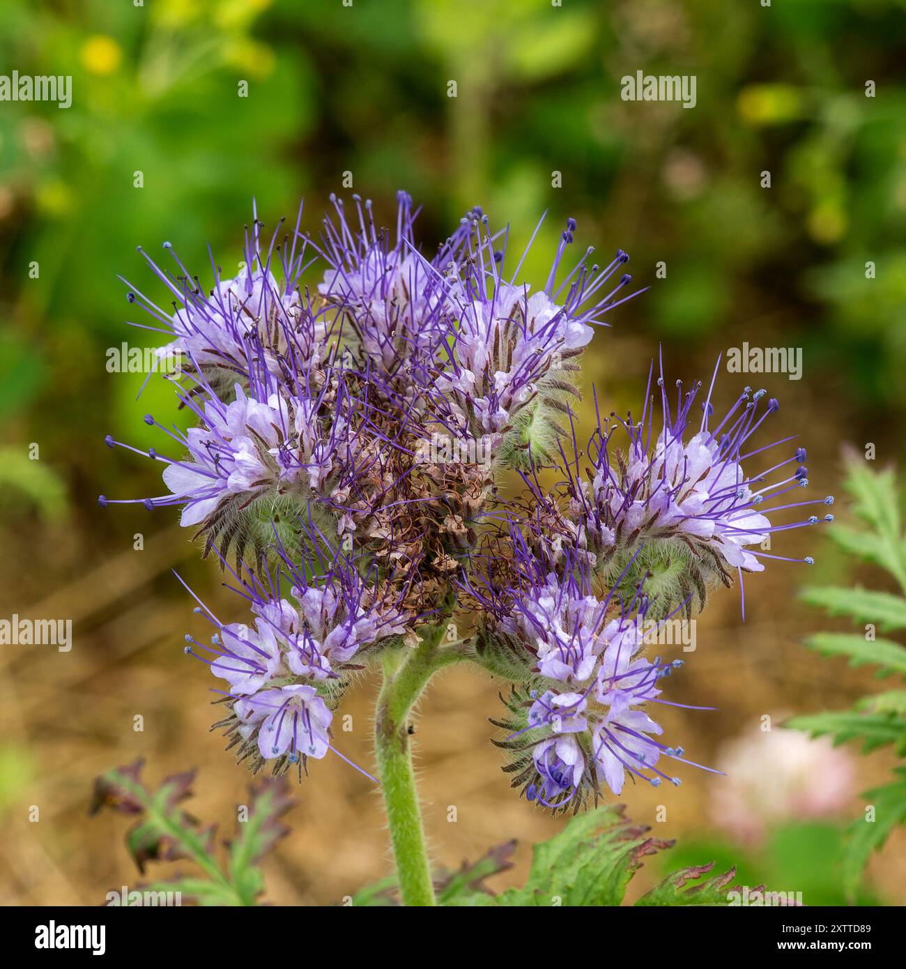 Primo piano dei fiori blu di Fiddleneck (Phacelia tanacetifolia), Leicestershire, Inghilterra, Regno Unito Foto Stock