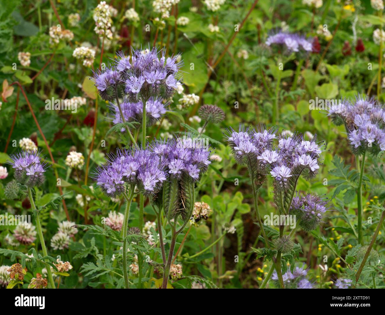 Fiori blu Fiddleneck Phacelia tanacetifolia coltivata con trifoglio come letame verde nel campo agricolo, Leicestershire, Inghilterra, Regno Unito Foto Stock