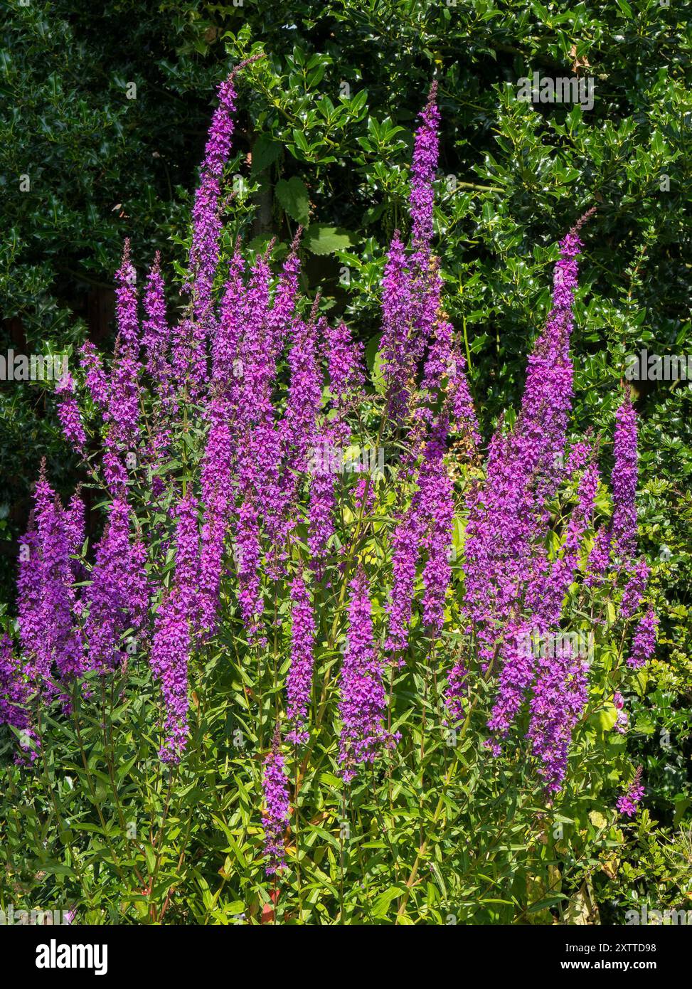 Picchi di fiori alti di Lythrum virgatum "Dropmore Purple" Loosestrife che crescono al confine del giardino a luglio / agosto, Leicestershire, Inghilterra, Regno Unito Foto Stock