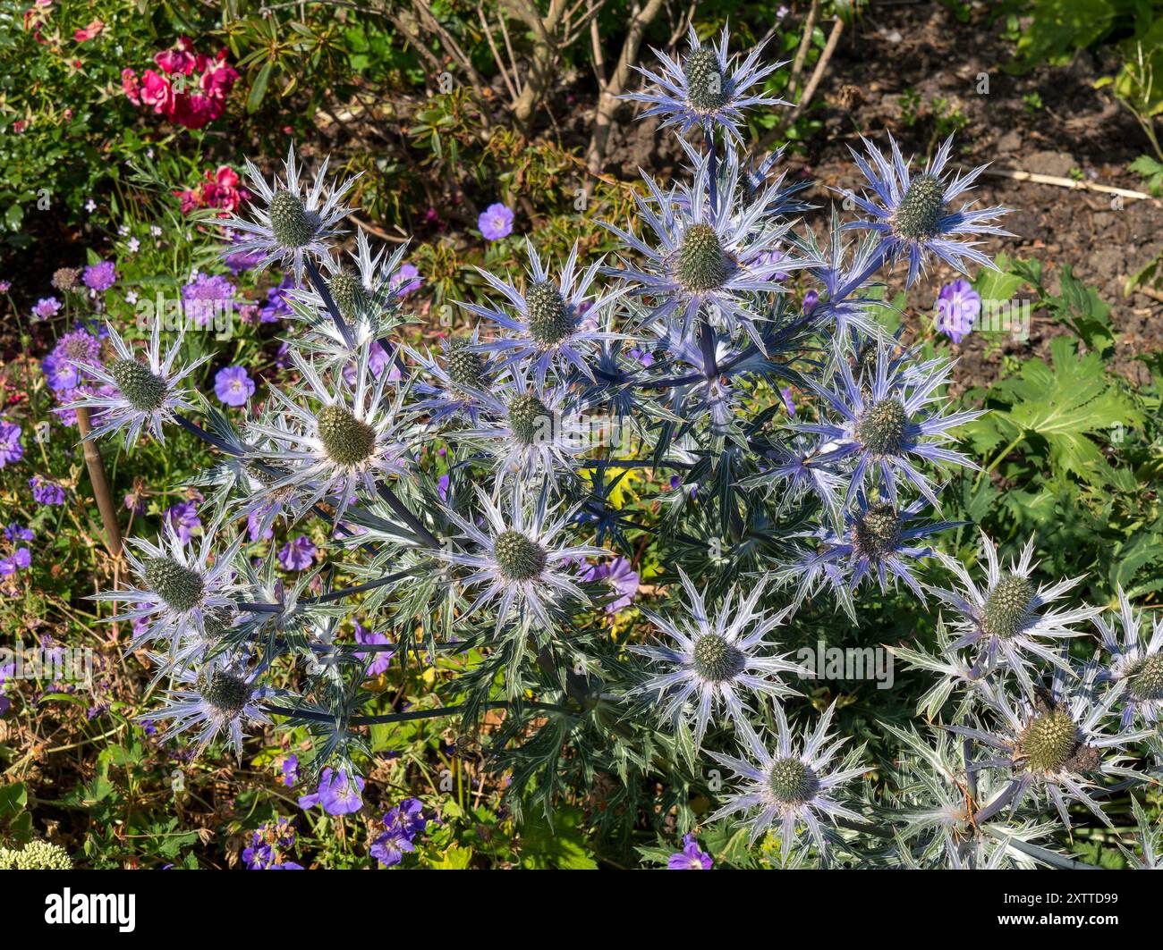 I graziosi fiori di mare blu (Eryngium 'Jos Eijking') crescono al confine del giardino a luglio / agosto, Leicestershire, Inghilterra, Regno Unito Foto Stock