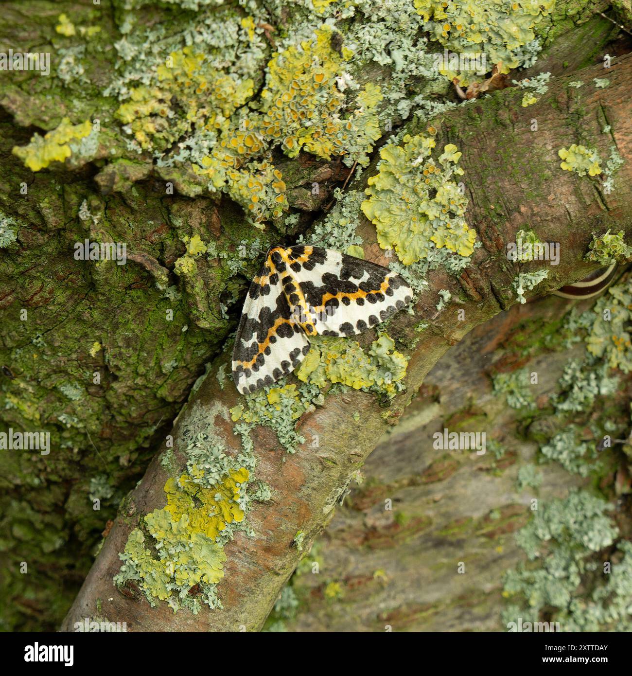 Falena Magpie (Abraxas grossulariata) con ali bianche, gialle e nere macchiate e torace su tronco di alberi ricoperti di licheni, Leicestershire, Inghilterra, Regno Unito Foto Stock