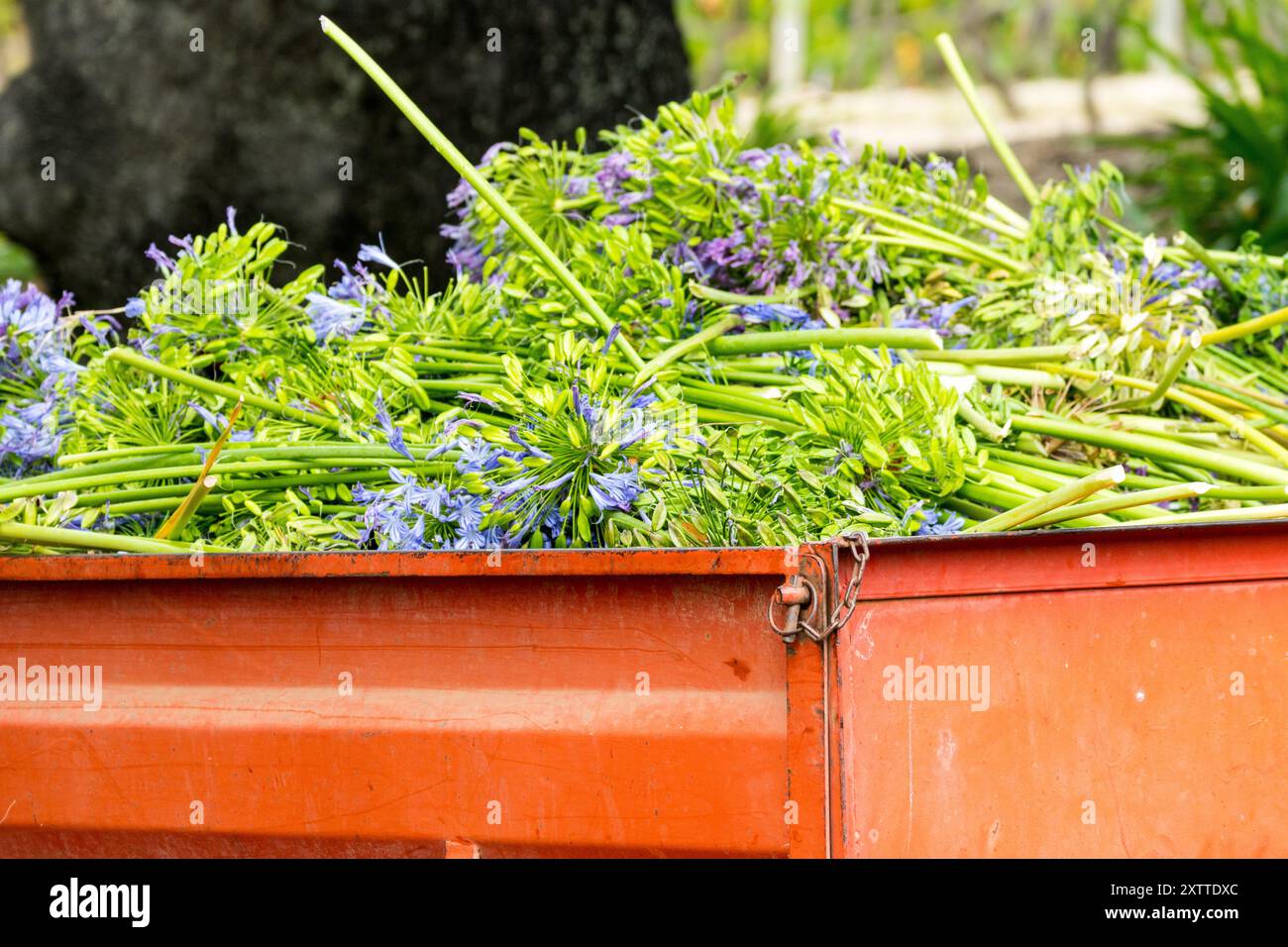 Agapanthus africanus trascorse i fiori in una pila dopo essere stata potata, tagliata in una pulizia stagionale in un concetto di giardino giardinaggio e orticoltura Foto Stock