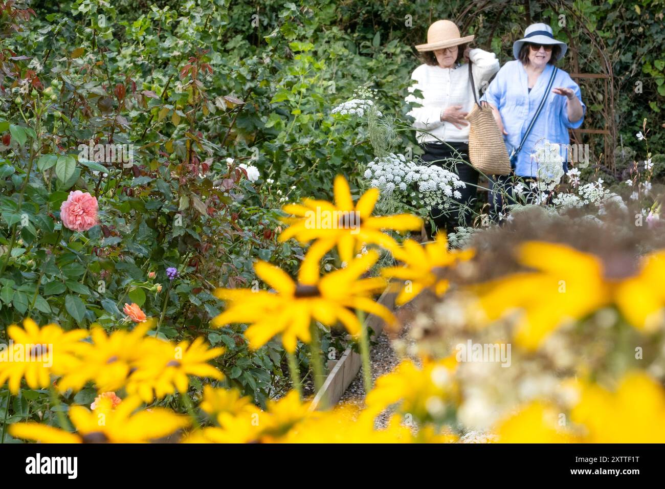 Dahila espone al giardino Perch Hill East Sussex UK Foto Stock