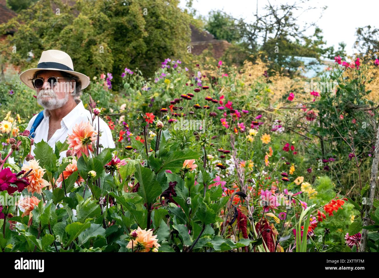 Dahila espone al giardino Perch Hill East Sussex UK Foto Stock