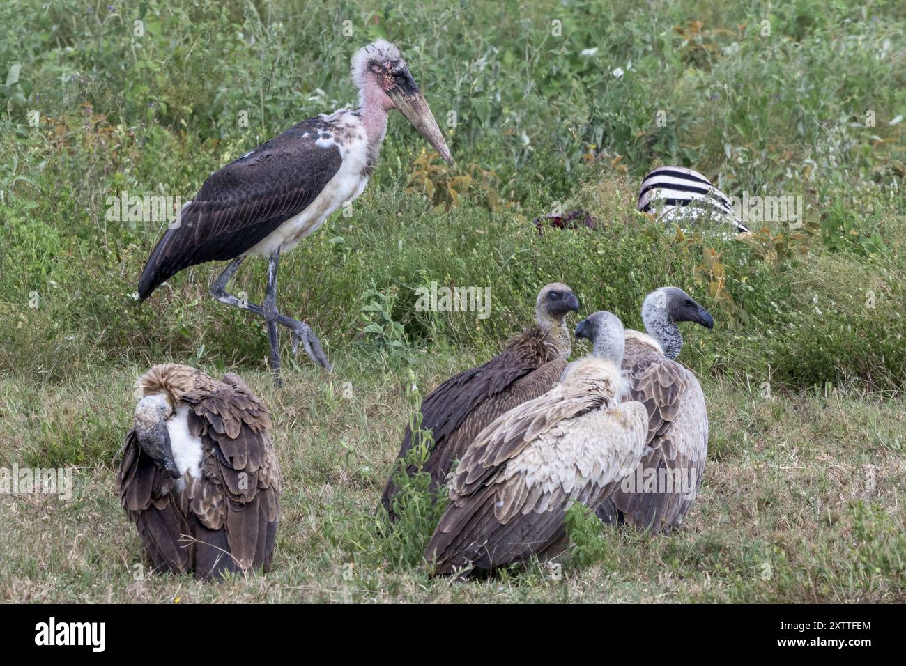 Marabou Storks, a dorso bianco, vicino a carcasse di zebra morte, Ndutu Plains, Serengeti National Park, Tanzania Foto Stock