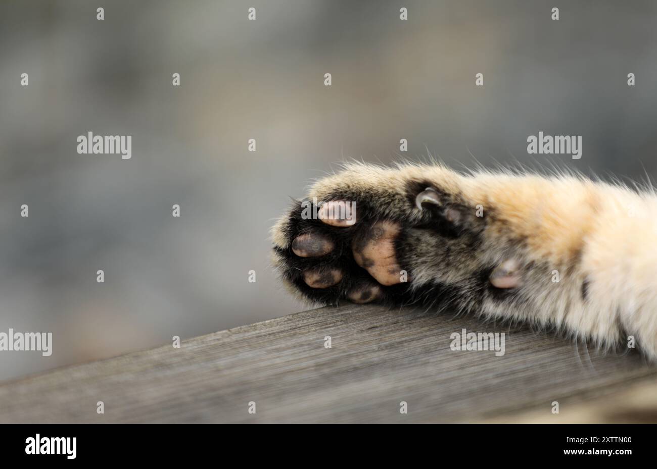 Gatto tabby grigio che dorme in giardino Foto Stock