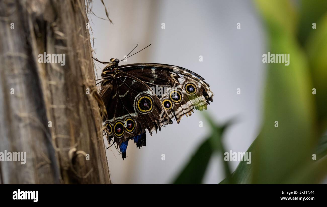Una grande farfalla splendidamente adornata con cerchi multicolori aggrappati alla corteccia testurizzata di un albero, che mostra i suoi vivaci motivi in questa chiusura Foto Stock