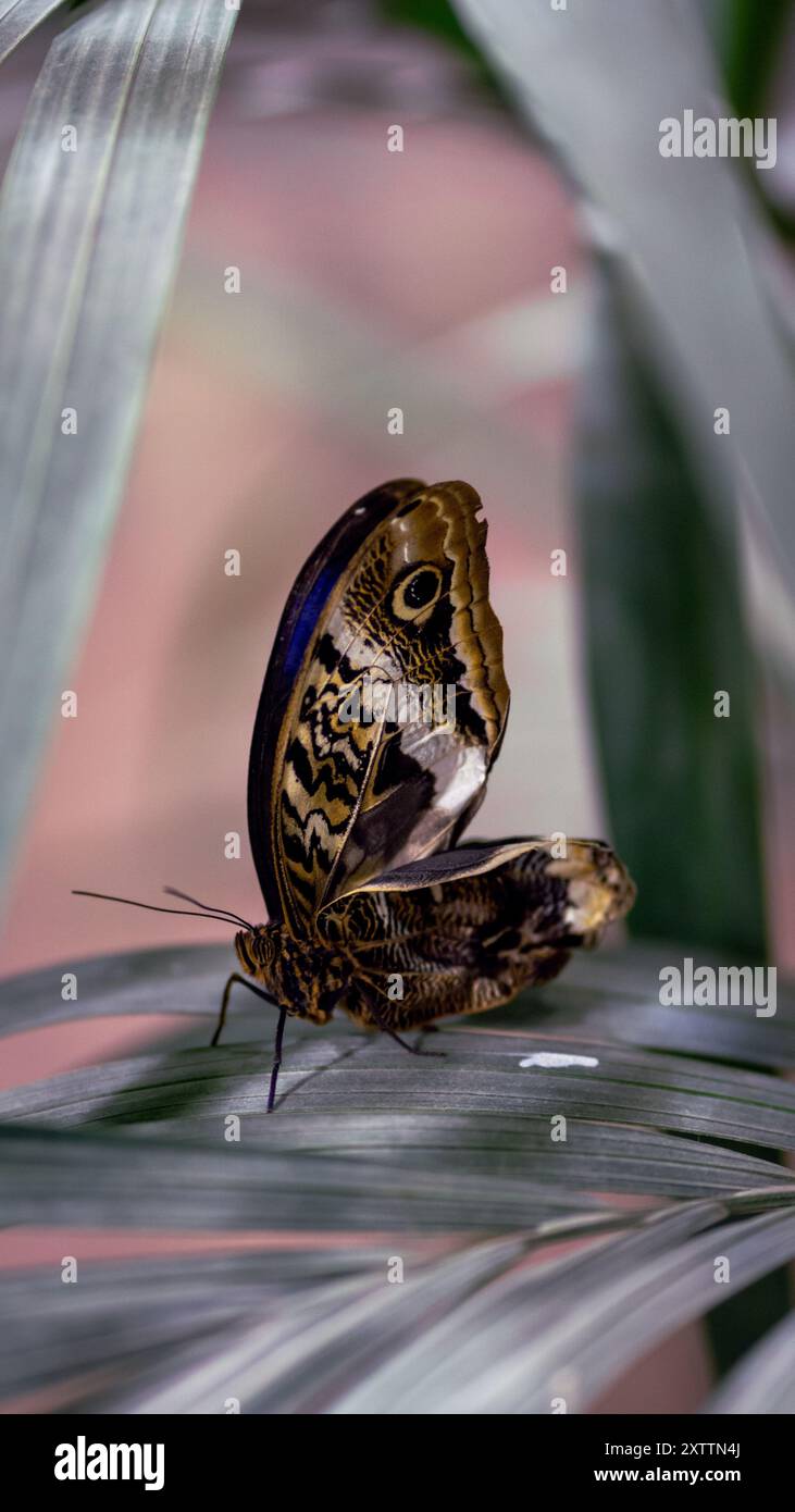 Una splendida farfalla colorata con un corpo grande e lunghe ali si appoggia graziosamente su un'ampia foglia verde. Le tonalità vivaci e complesse della farfalla vincono Foto Stock