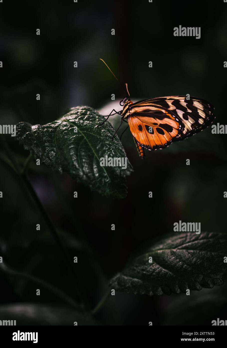 Una farfalla arancione con intricati punti e linee scure si aprono delicatamente su una foglia verde, rivelando i suoi splendidi dettagli e le vivaci sfumature in questo clo Foto Stock