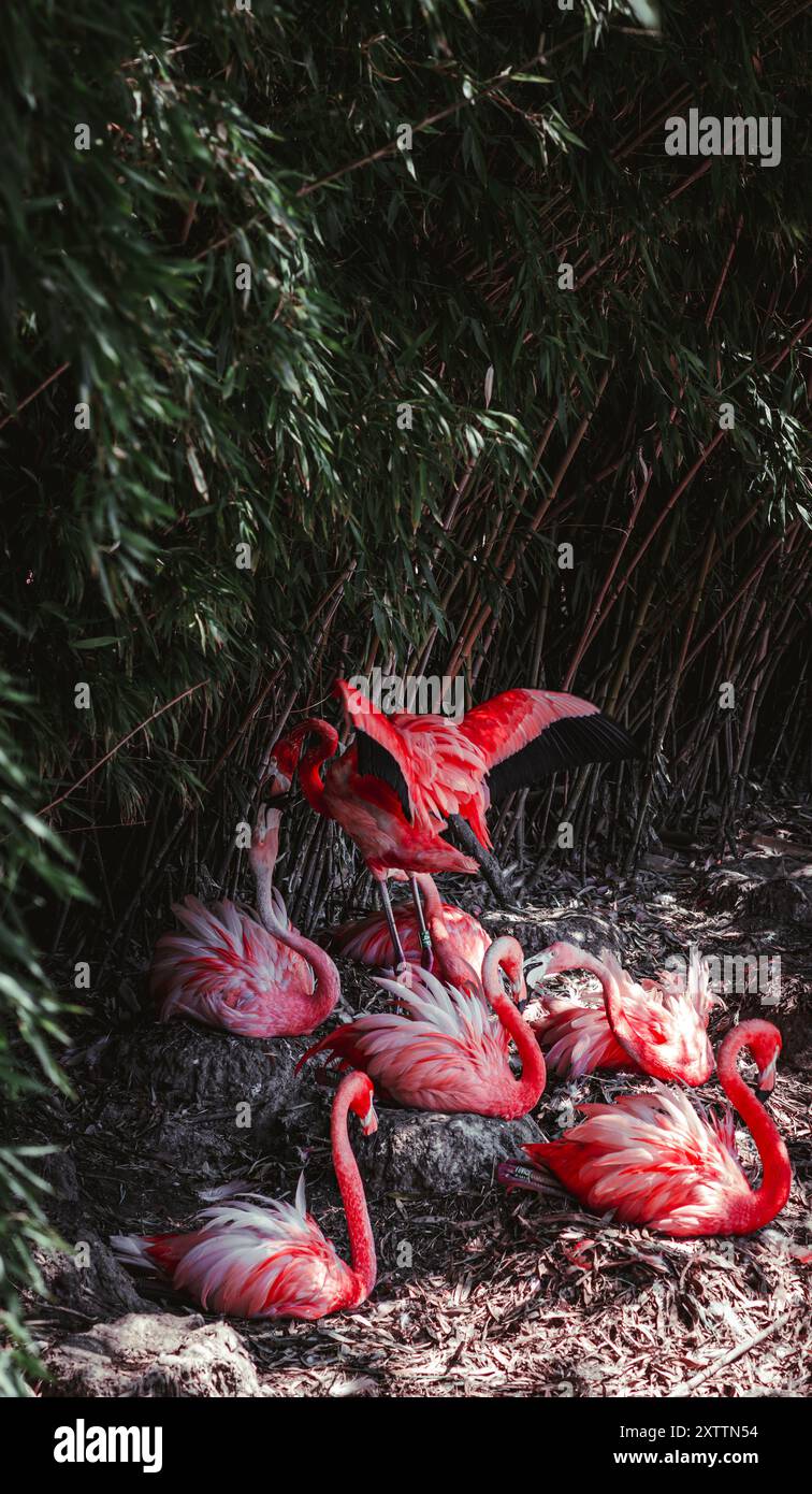 Un gruppo di fenicotteri con un vivace piumaggio rosa si vede seduto nei loro nidi, proteggendo attentamente le loro uova. La scena cattura la natura degli uccelli Foto Stock