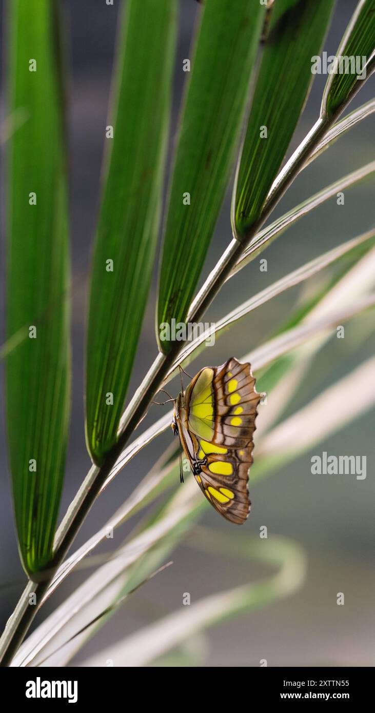 Una grande farfalla verde con strisce scure è appollaiata capovolta sul fusto di una pianta da giardino. Le vivaci ali ali verdi della farfalla e il contrasto scuro Foto Stock