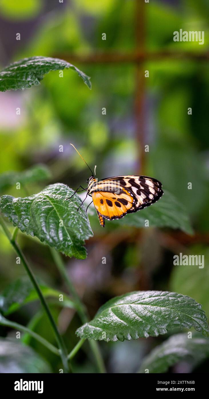 Una farfalla arancione, che risplende ai raggi del sole, si appoggia graziosamente su una foglia verde in mezzo al vivace fogliame di un lussureggiante giardino. Foto Stock