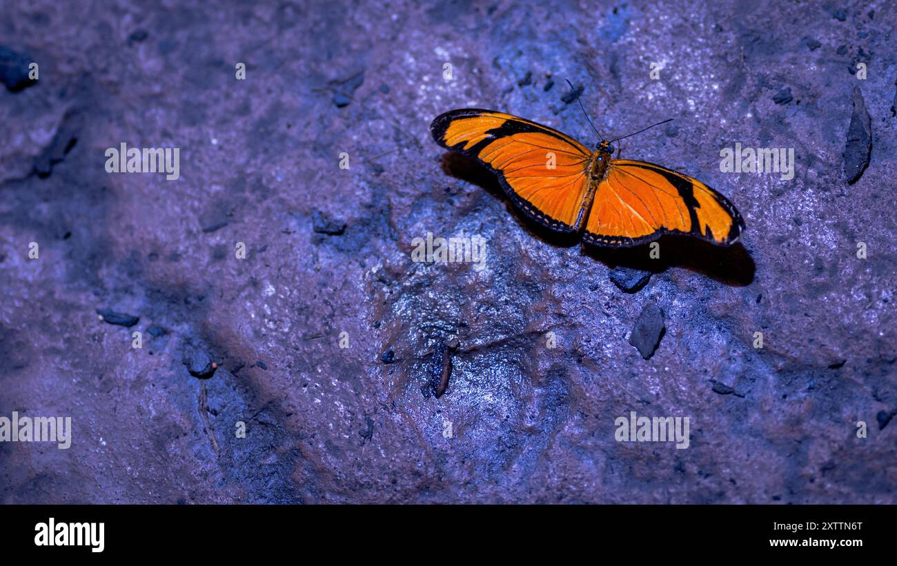 Una farfalla arancione poggia delicatamente su un pavimento roccioso bagnato, i suoi colori vibranti contrastano splendidamente con la superficie luccicante. Foto Stock