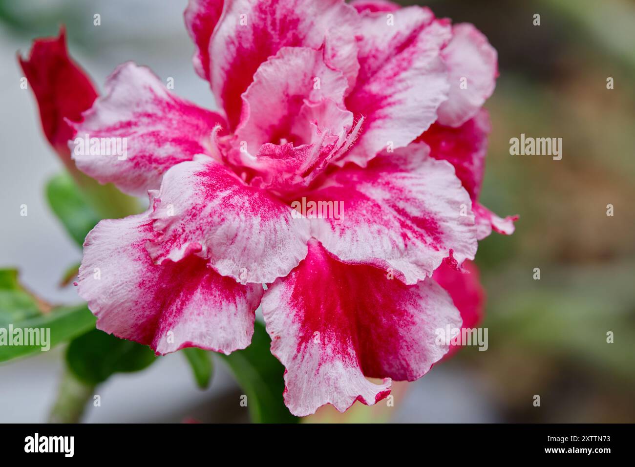 Vista ravvicinata del fiore rosa dell'Adenio che fiorisce nel giardino Foto Stock