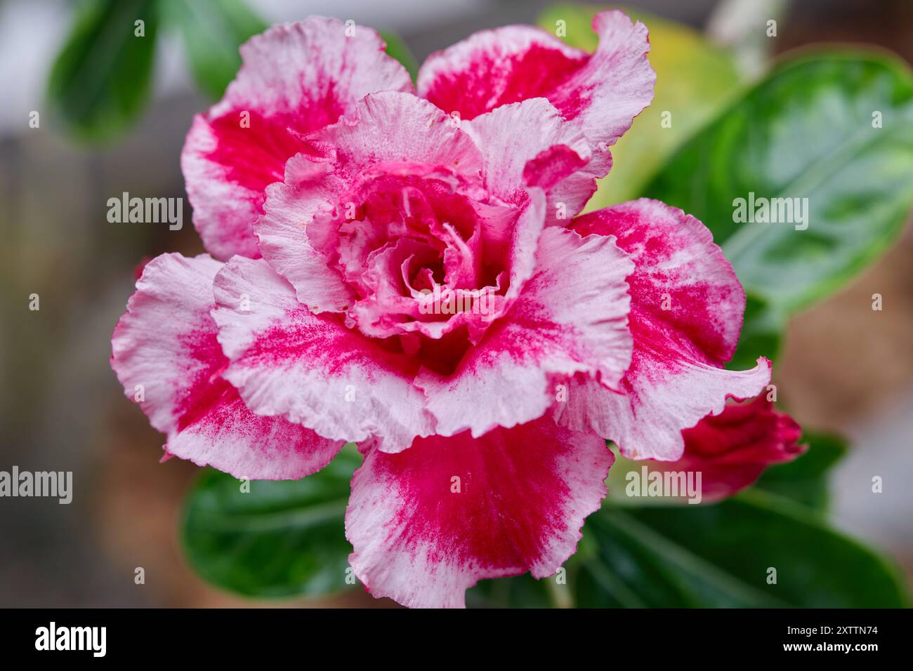 Vista ravvicinata del fiore rosa dell'Adenio che fiorisce nel giardino Foto Stock