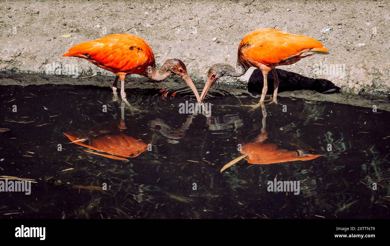 Due uccelli Scarlet Ibis che si nutrono con grazia in una pozzanghera, il loro piumaggio rosso vivace si distingue mentre cercano cibo con i loro becchi immersi nel Foto Stock