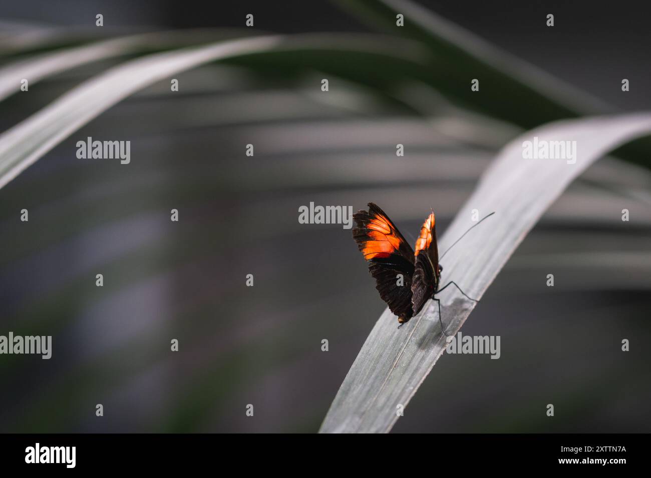 Una delicata farfalla nera con ali arancioni vibranti si appoggia su una foglia sottile, che mostra i suoi intricati motivi alari in una vista ravvicinata. Foto Stock