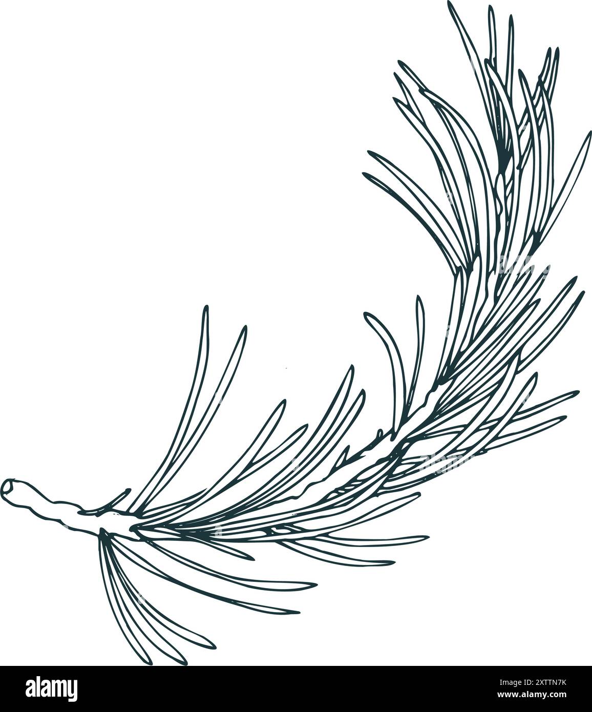 Ramo di pino con aghi sempreverdi, piante forestali per l'inverno e decorazioni natalizie. La line art è una semplice illustrazione disegnata a mano con inchiostro bianco e nero Illustrazione Vettoriale