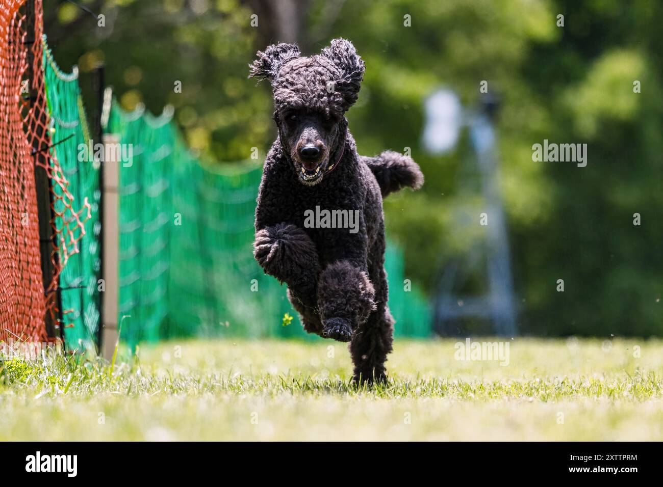 Black Standard Poodle Running Lure Course Dog Sport Foto Stock