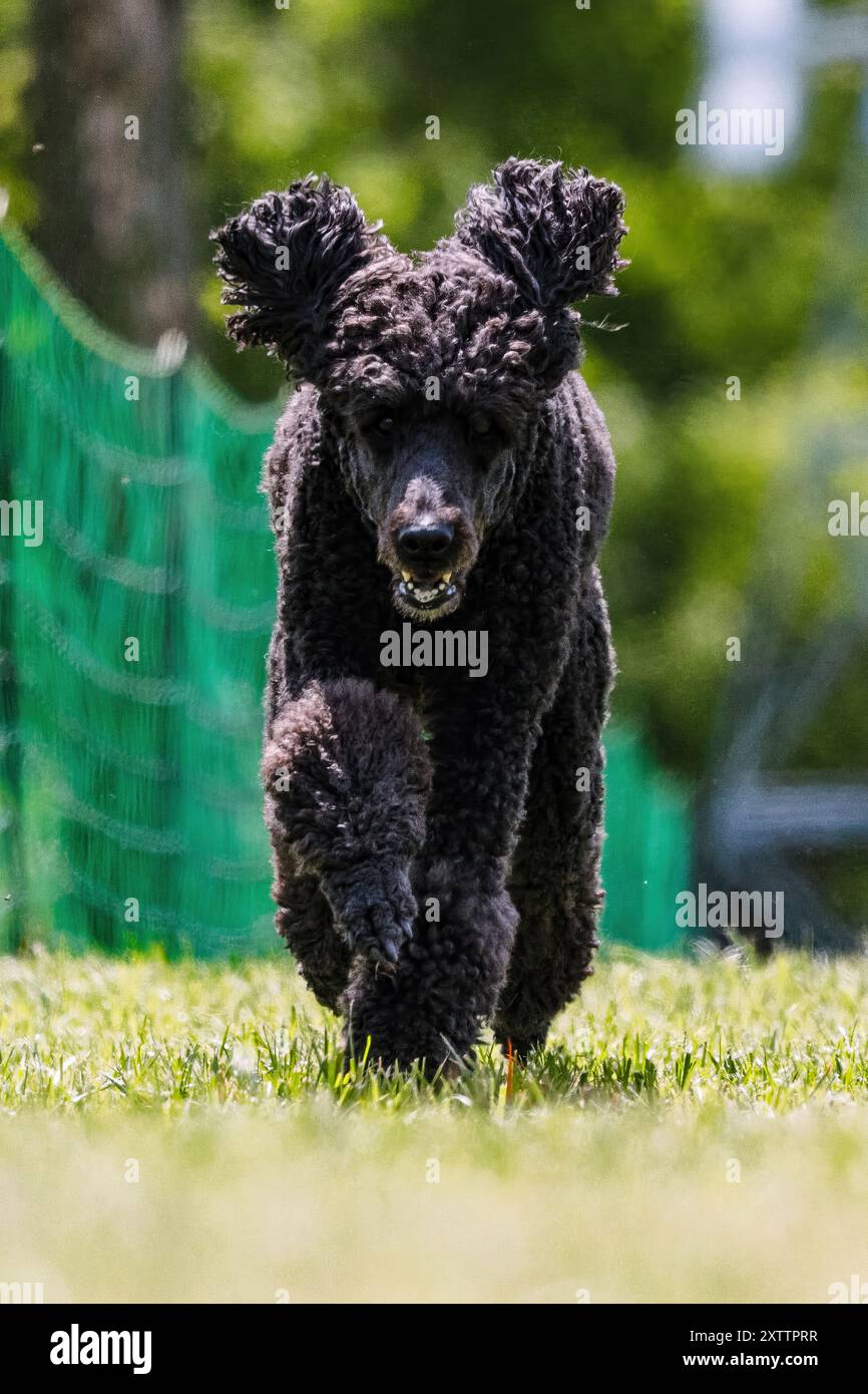 Black Standard Poodle Running Lure Course Dog Sport Foto Stock